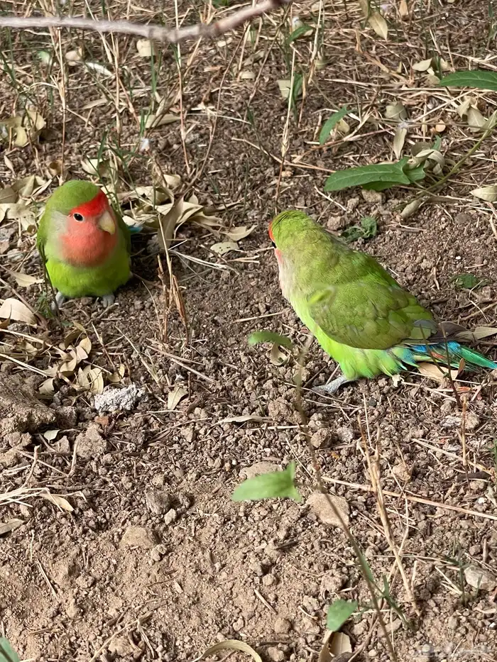 روز بادجي كروان 7