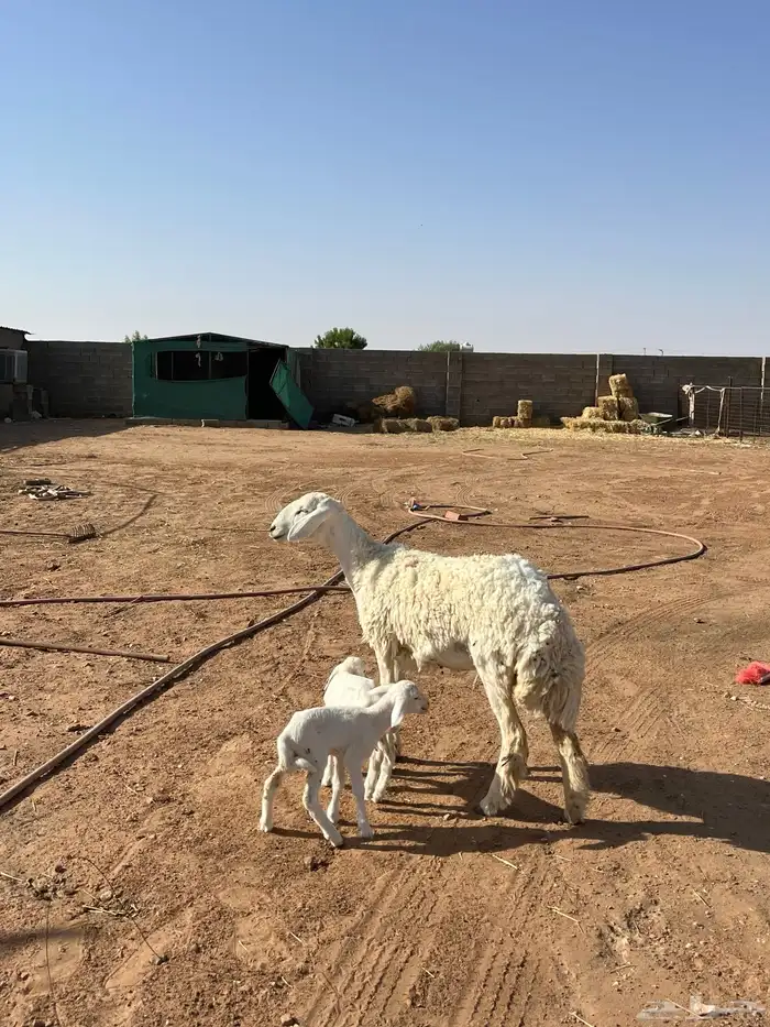 للبيع حريه جذعه والد معها 2 1