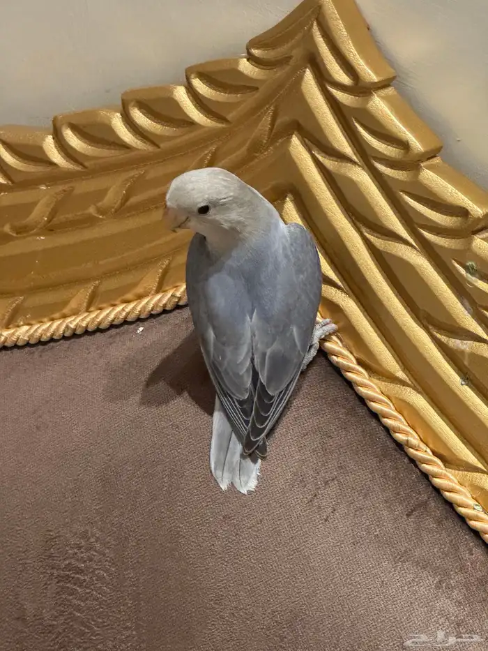 فرخ روز 5
