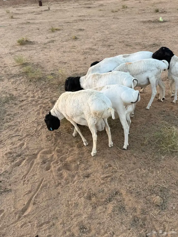 خرفان برابر 1