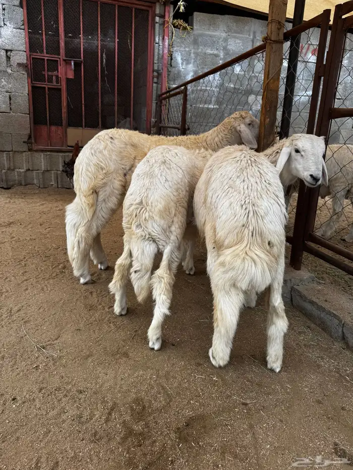 خرفان ورخال للبيع 3