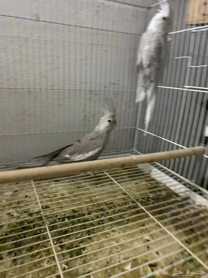جوز هولندي نظيف وصحة ومنتج شرط 1
