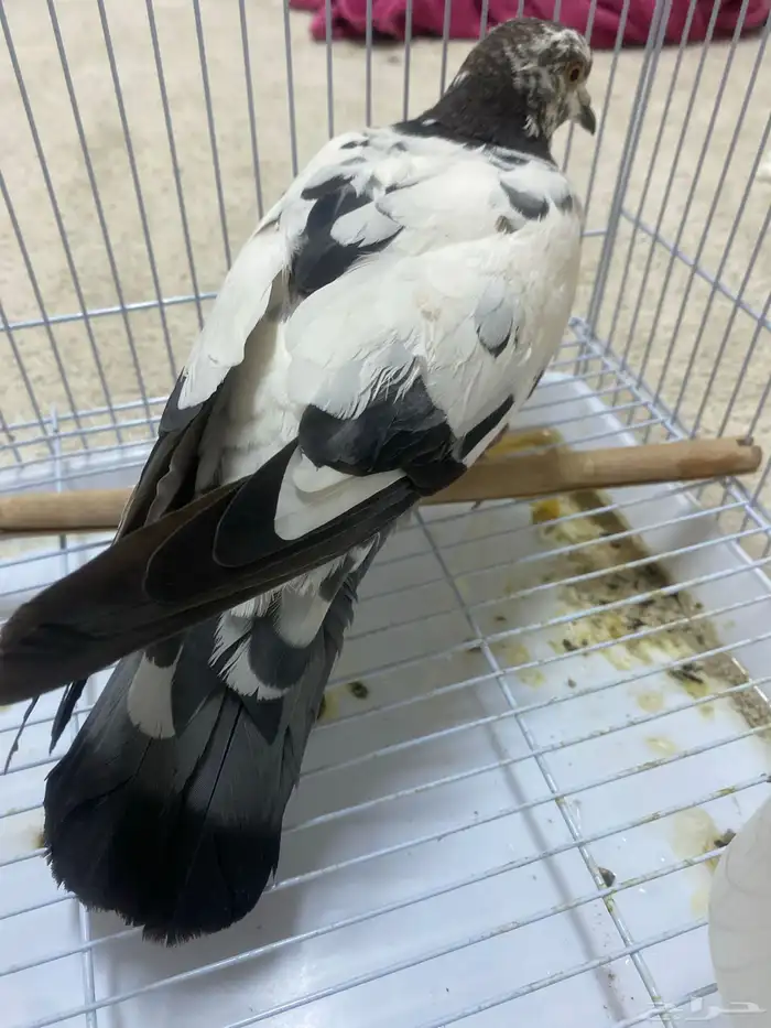 حمام 0