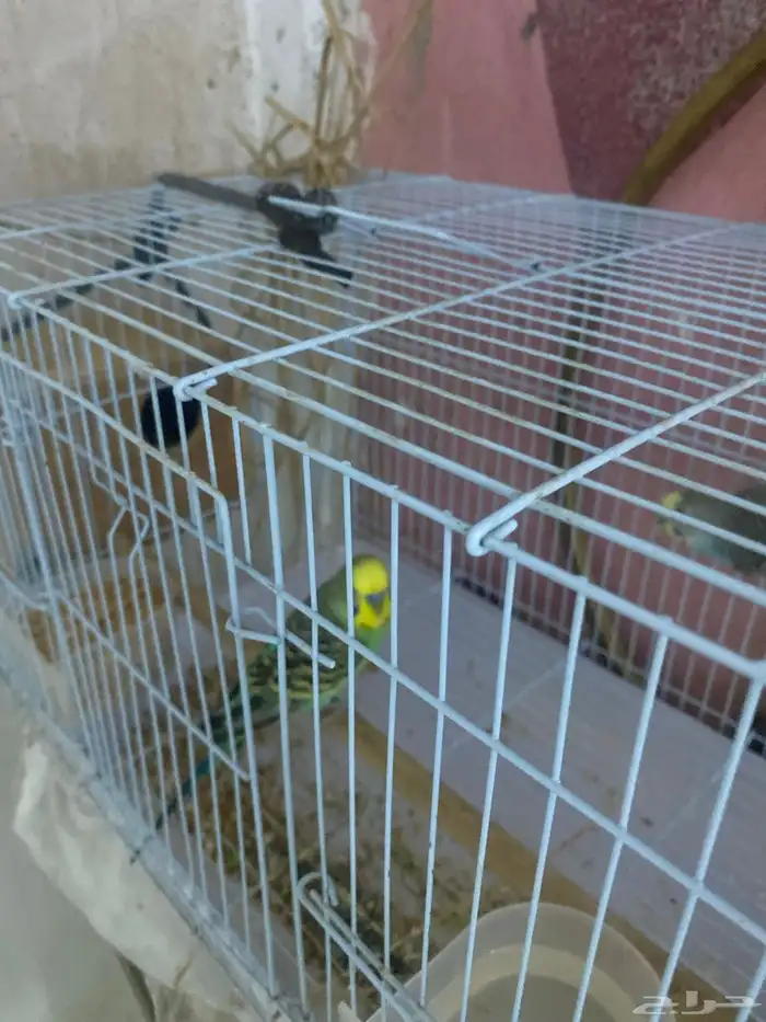 طيوره باجي 3