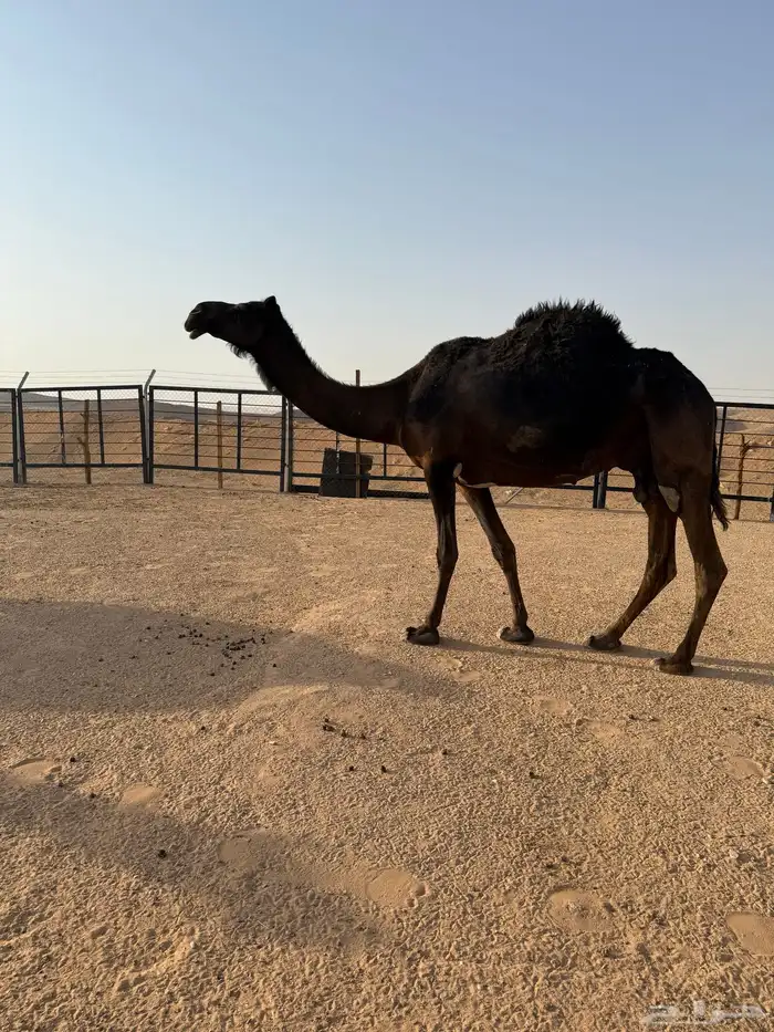 نياق ضرايب 7