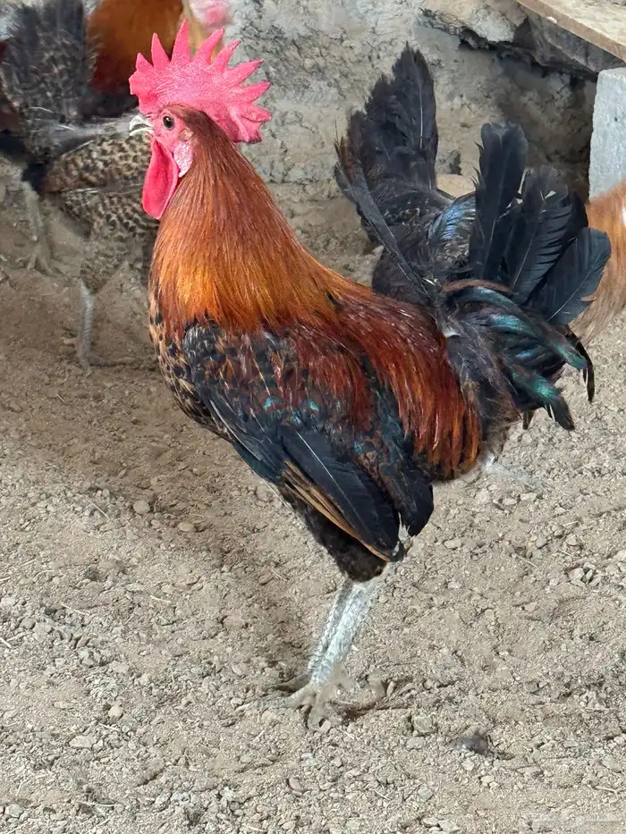 ديكه فيومي للبيع 4