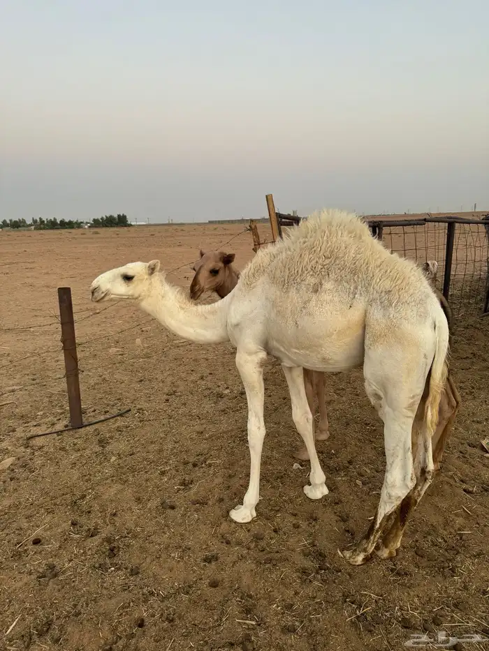 قعود 3