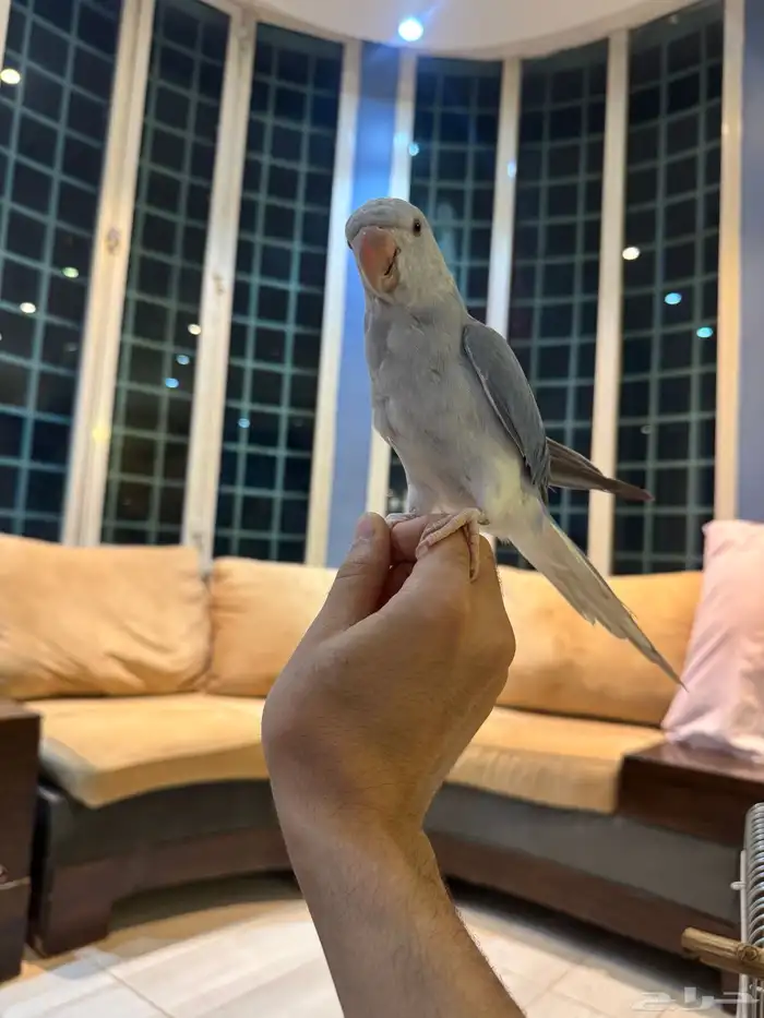 ببغاء الدرة الفخم   إنتاجي   ألوان جذابة 1