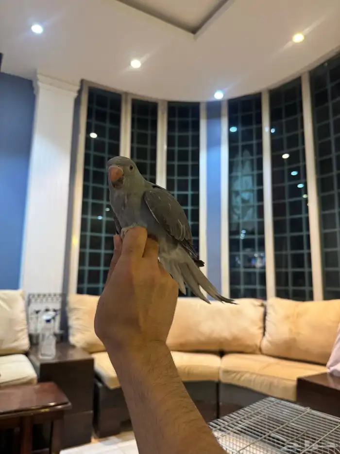 ببغاء الدرة الفخم   إنتاجي   ألوان جذابة 12