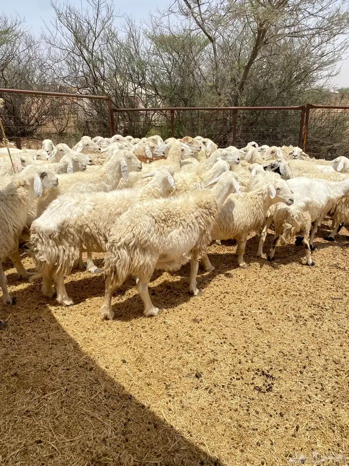 غنم حرش طيبه 1