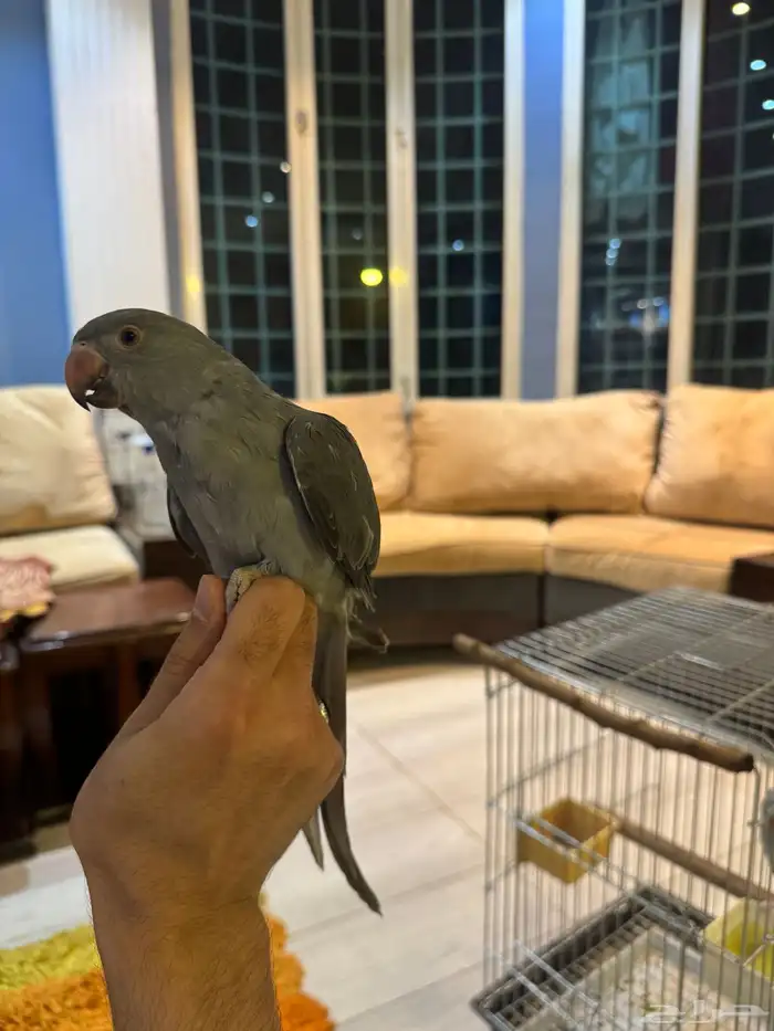 ببغاء الدرة الفخم   إنتاجي   ألوان جذابة 13