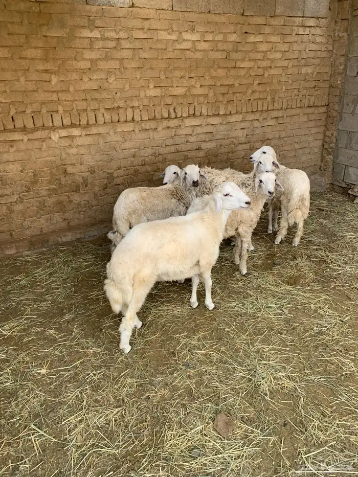 خرقان سمان 2