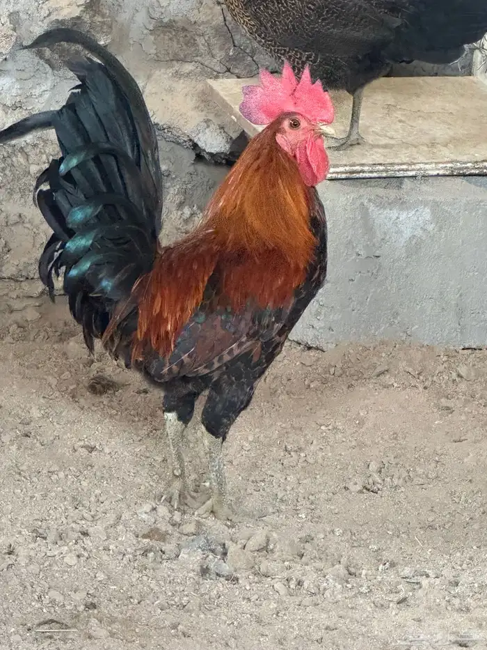 ديكه فيومي للبيع 2