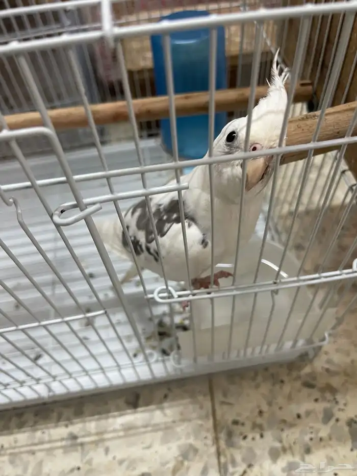 روز بادجي كروان 6