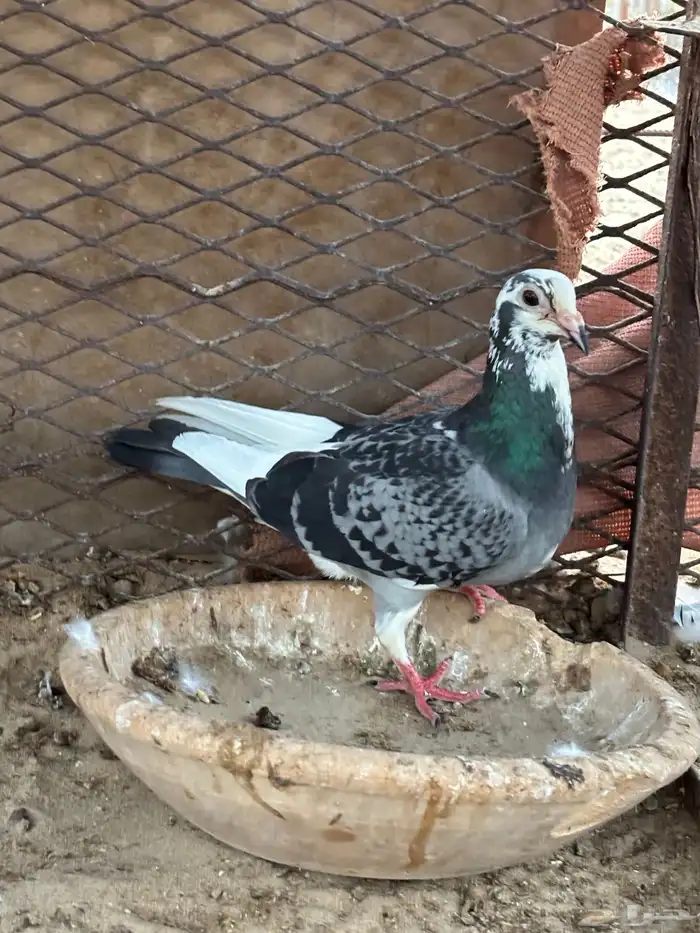 جوز برق تحتهم فرخين 2