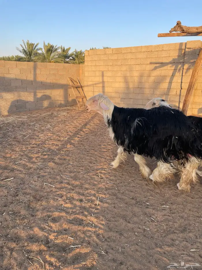 للبيع فحل نجدي صنف ثني مشروط نسف 2