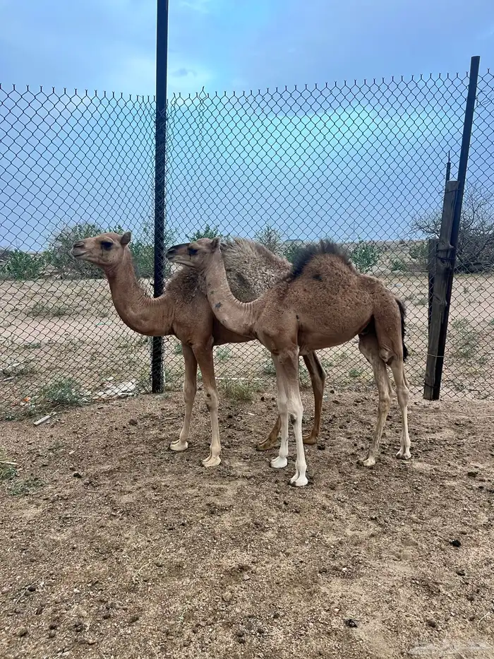 قعدان على الحليب 0