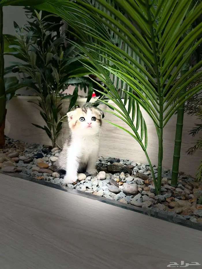 قطط سكوتش فولد 2
