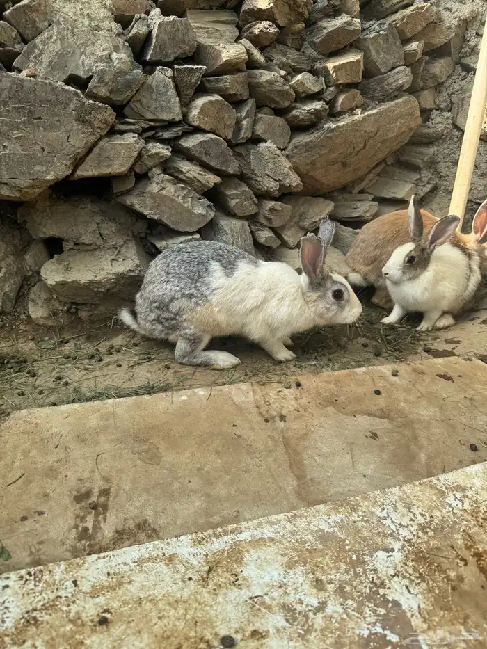 ارانب فرنسيه للبيع ذكر وانثى 5