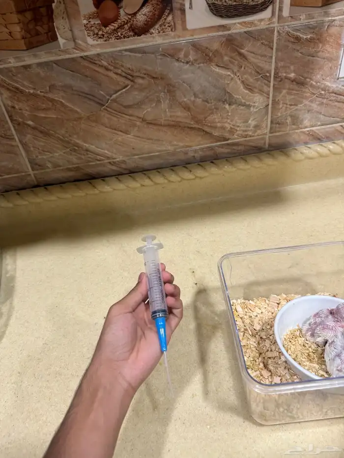 فروخ روز البينو عيون حمرا 1