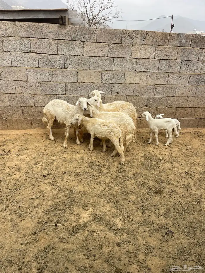 بيع حلال ضان 2