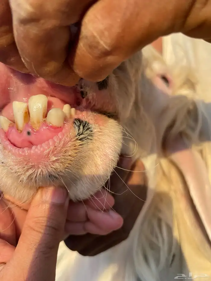 للبيع فحل نجدي صنف ثني مشروط نسف 4