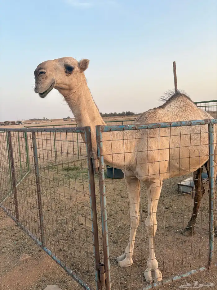 بكره للبيع 0