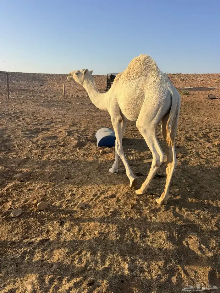 قعدان 1