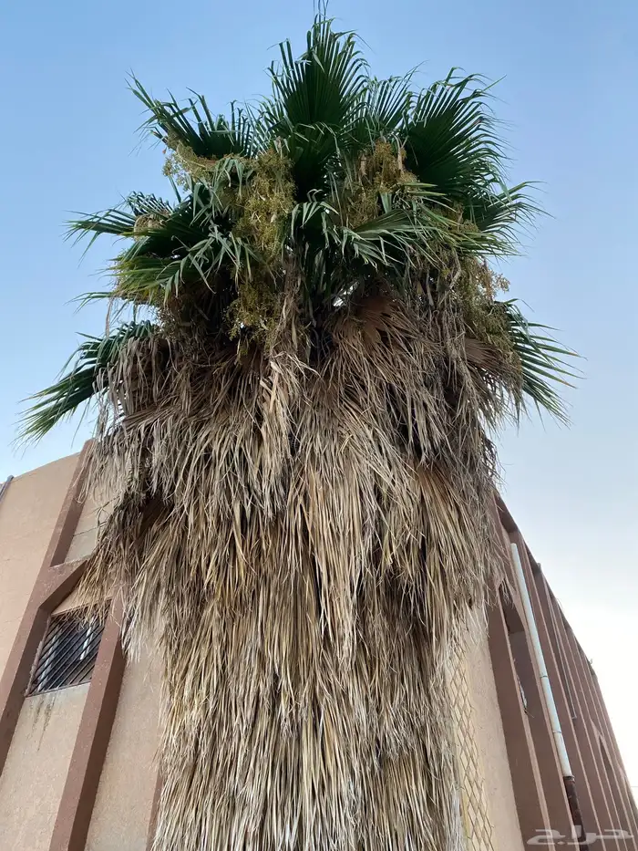 نخلة أمريكية أو ماتسمى شجرة أمريكية 0