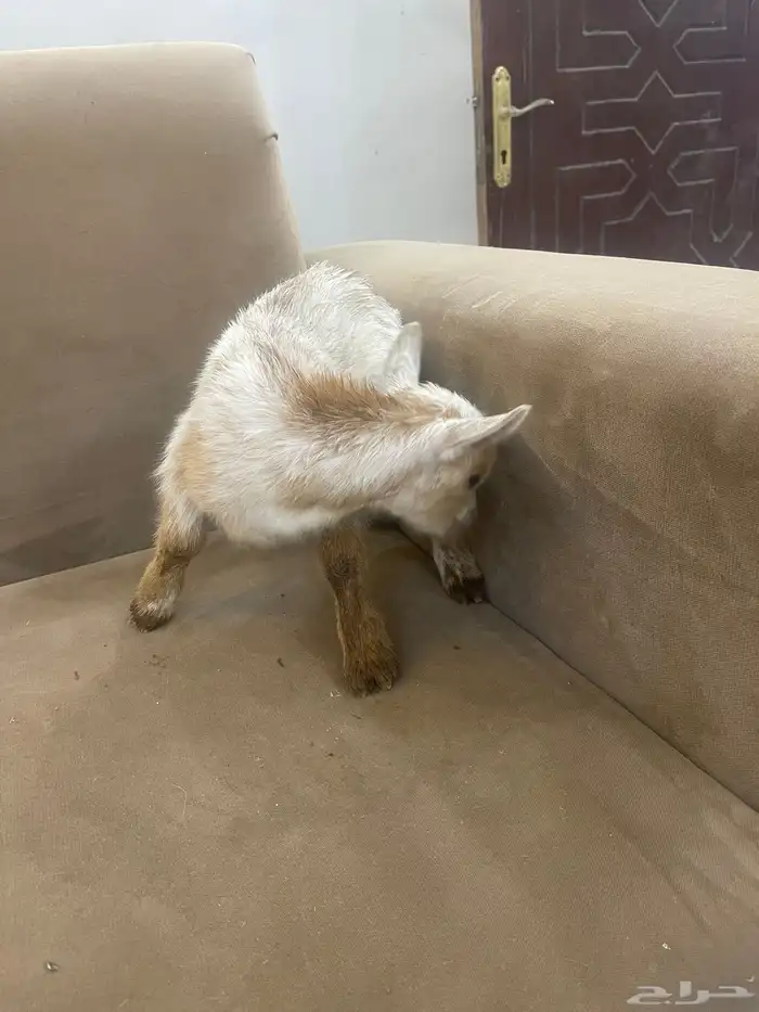 ماعز قزم 1