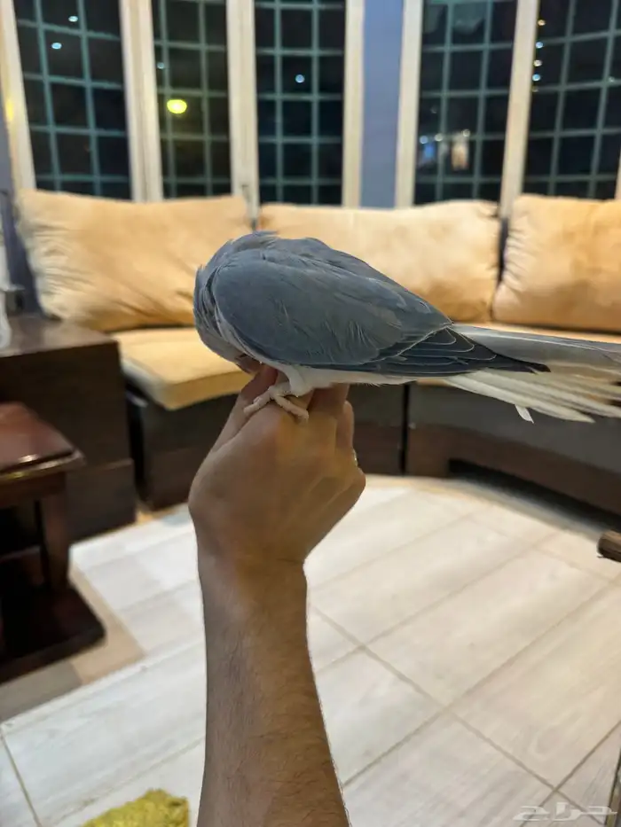 ببغاء الدرة الفخم   إنتاجي   ألوان جذابة 3