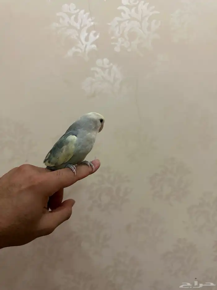 طير روز أليف 0