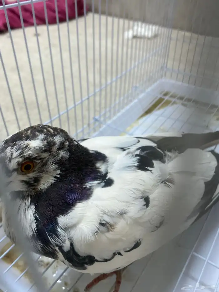 حمام 2