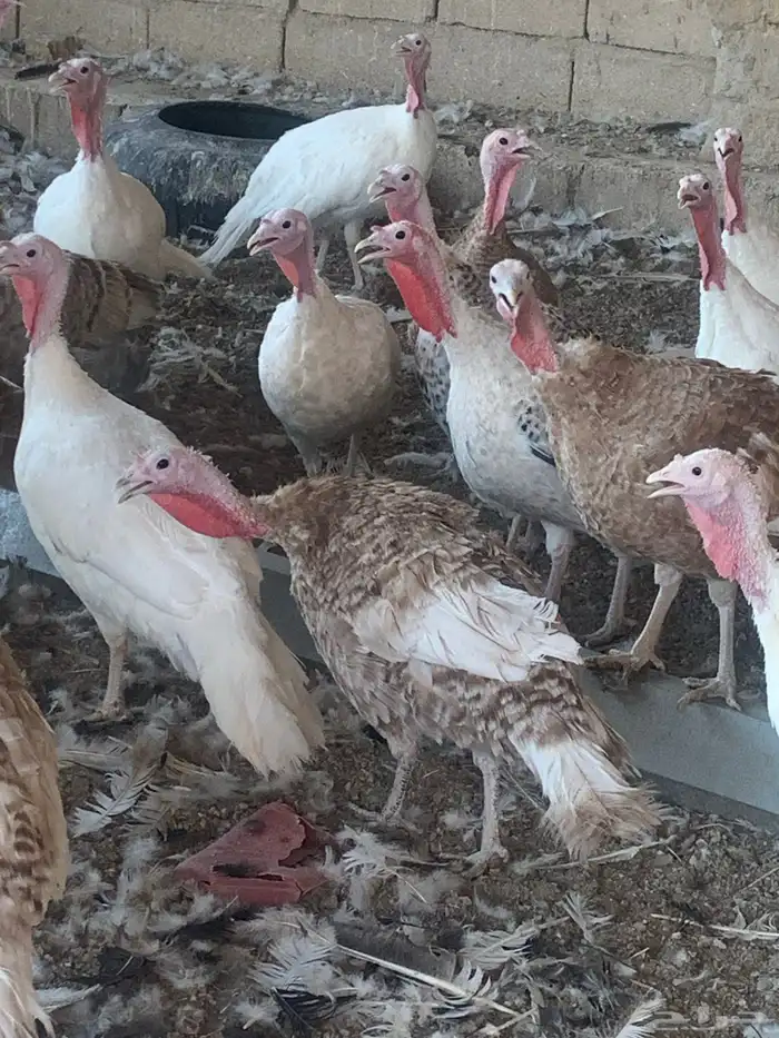 للبيع دجاج رومي 5