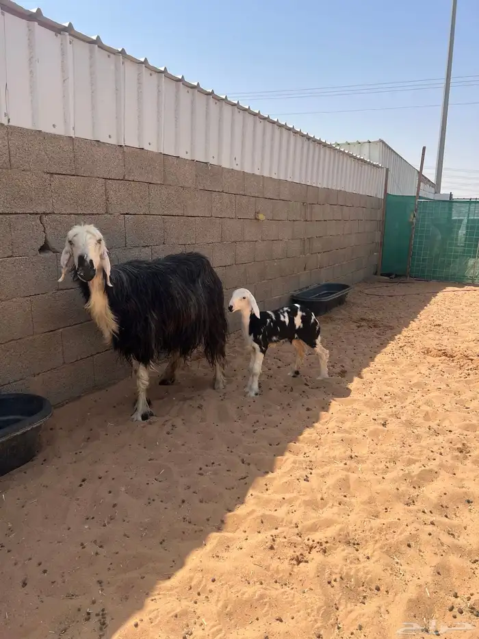 نجديه جرم تحتها رخل طيبه 1