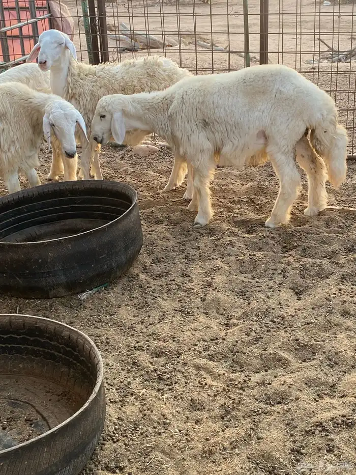 طليان حريه 2