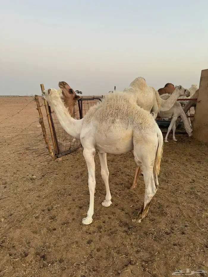 قعود 1