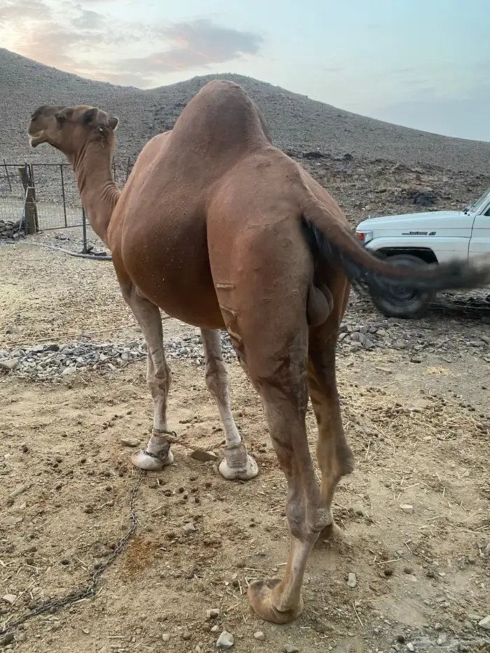 جمل فحل احمر 1