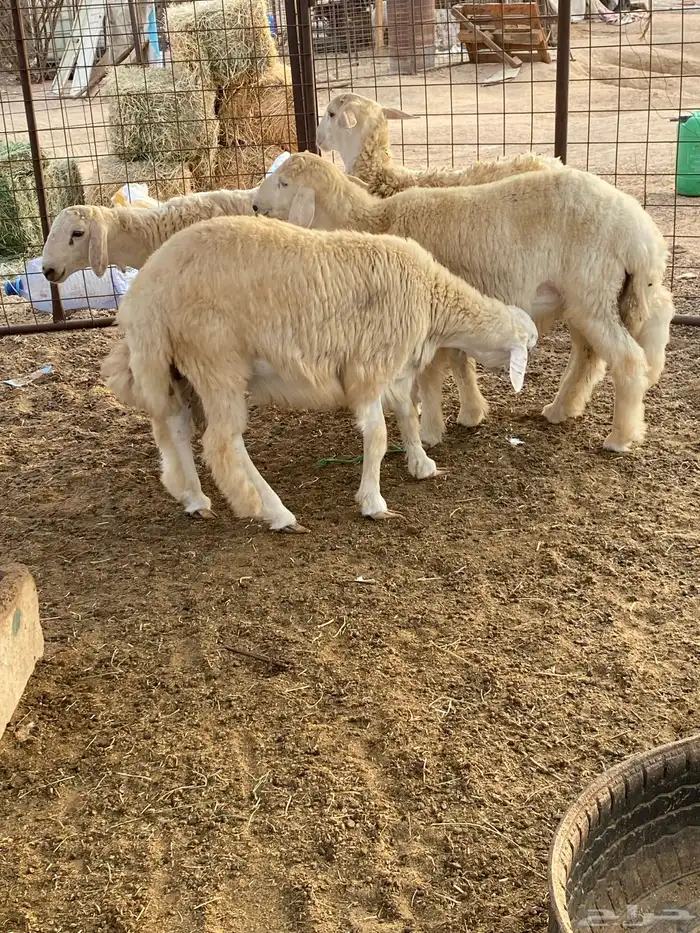 طليان حريه 0