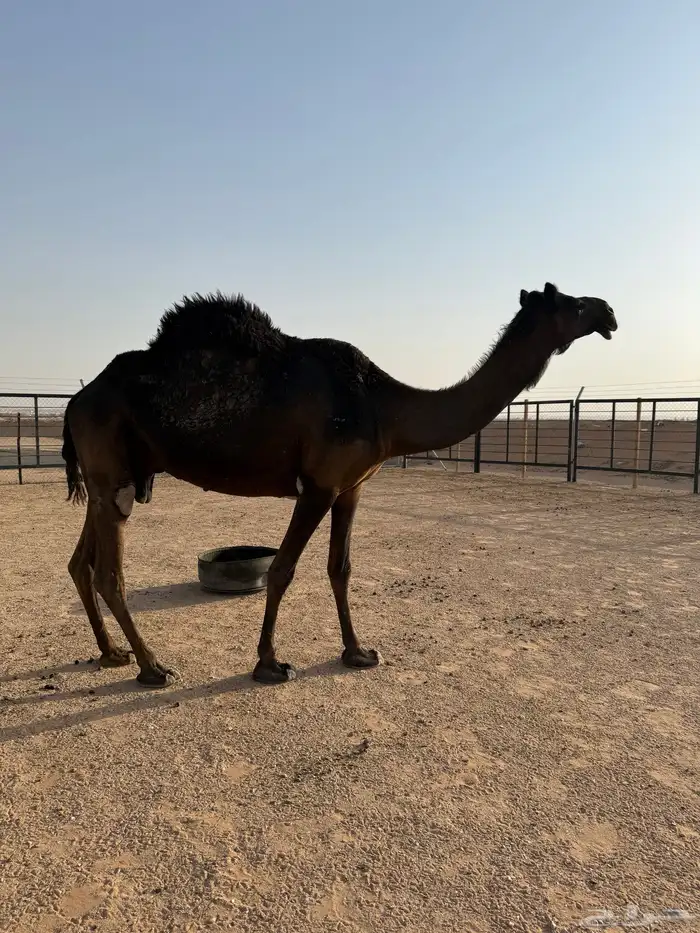 نياق ضرايب 9