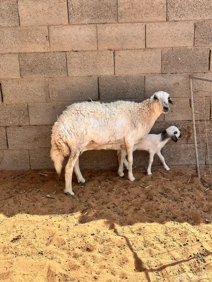 حريه والد 2