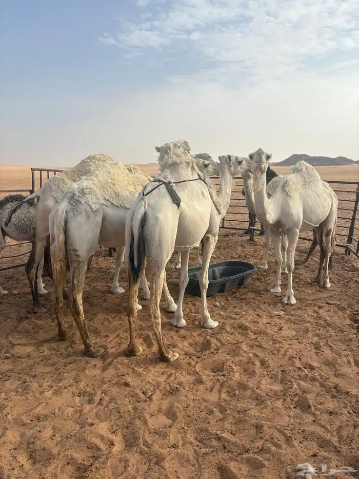 ابل. للبيع 1