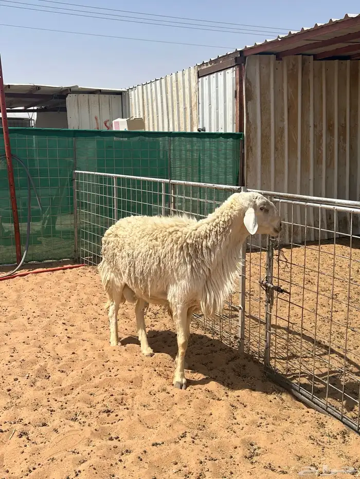 فحل حري مشروط 1