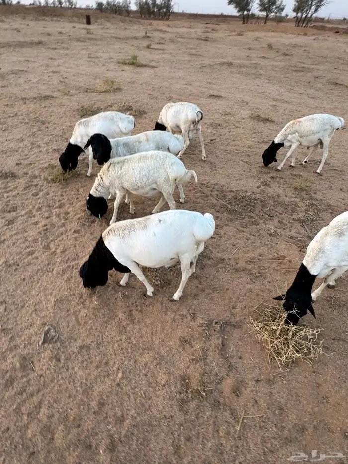 خرفان برابر 0