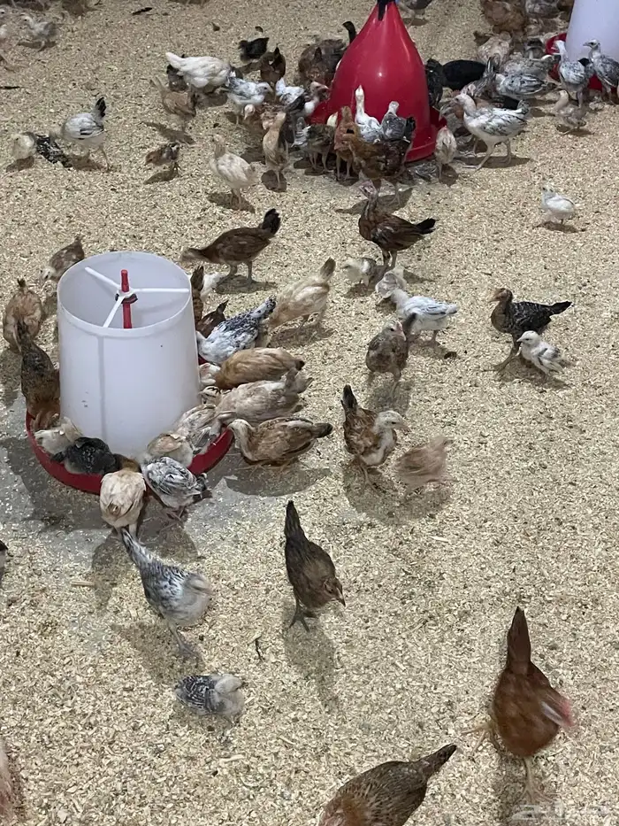 للبيع صيصان بلدي عمر شهر ونص الا شهرين 2