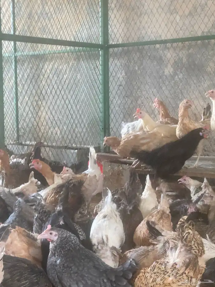 دجاج بلدي بياض 5