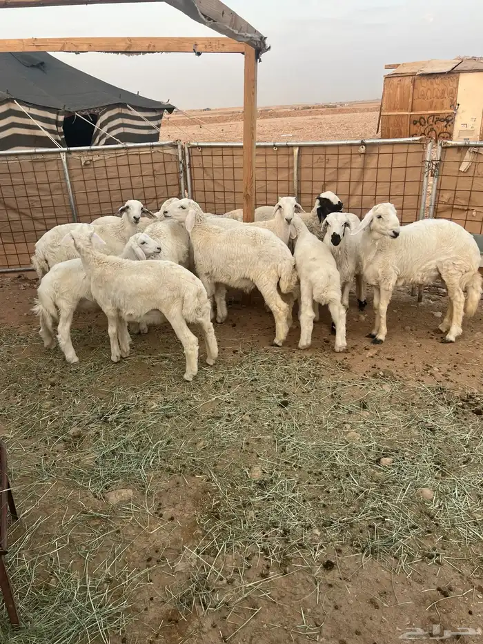 غنم ذبايح 1