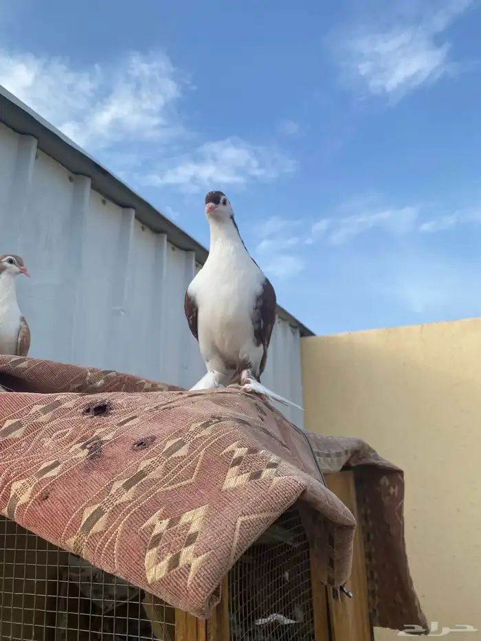 حمام شرايزي 1