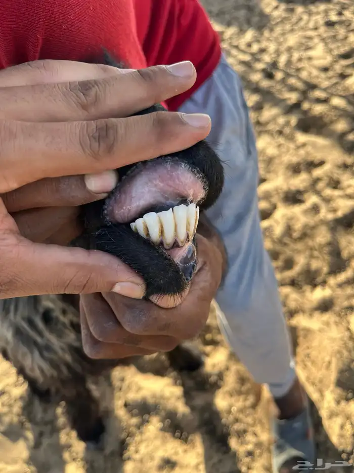 رغايث عرب 3