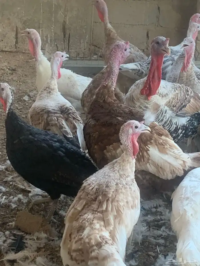 للبيع دجاج رومي 4